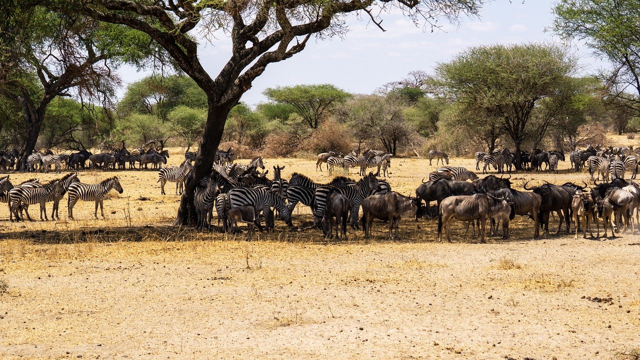 wildebeests, zebra, tanzania